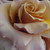 Ružová - biela - Záhonová ruža - floribunda - Bright as a Button